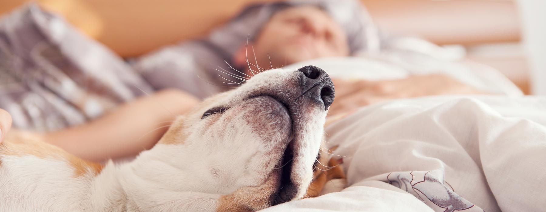 a dog sleeping on a bed